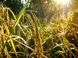 campo de arroz al atardecer. foto