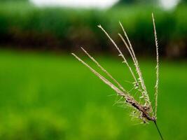 morning grass Flowers sunshine photo