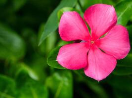 Red flowers bloom in the spring, beautiful red flowers. photo