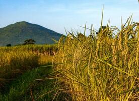 Rice field at sunset. photo