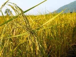 Rice field at sunset. photo