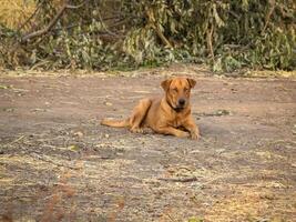 rojo masculino perro foto