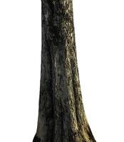 Trunk of a Tree Isolated On White Background photo
