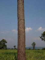 tree trunk isolated from background photo