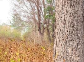 tree trunk isolated Forest and foliage in summer. from background photo