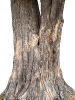 Tree trunk textured On White Background photo