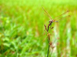 Dragonfly in a grass. photo