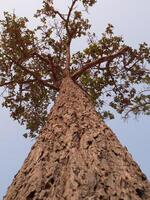 árbol maletero aislado desde antecedentes foto