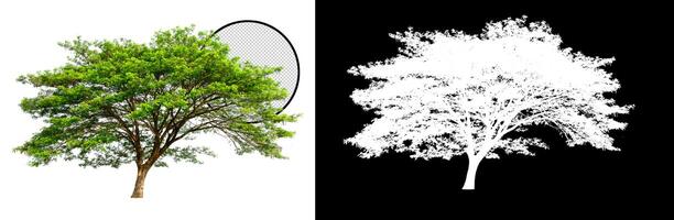 isolated tree on transparent picture background with clipping path, single tree with clipping path and alpha channel on black photo