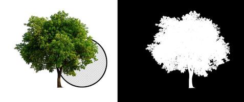 isolated tree on transparent picture background with clipping path, single tree with clipping path and alpha channel on black photo