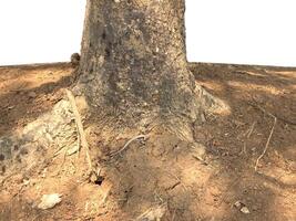 árbol maletero texturizado en blanco antecedentes foto