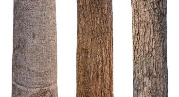isolated tree trunk Collection on White background. photo