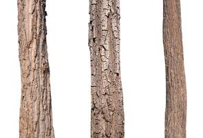 isolated tree trunk Collection on White background. photo