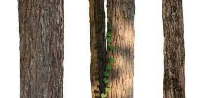 isolated tree trunk Collection on White Backdrop photo