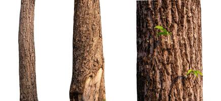 isolated tree trunk Collection on White Backdrop photo