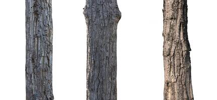 isolated tree trunk Collection on White background. photo