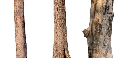 isolated tree trunk Collection on White background. photo