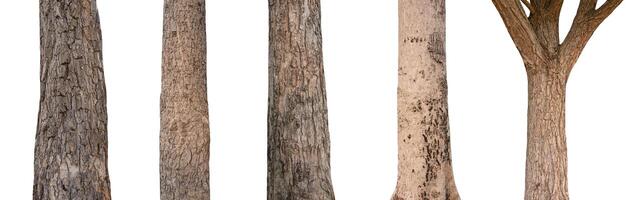isolated tree trunk Collection on White background. photo