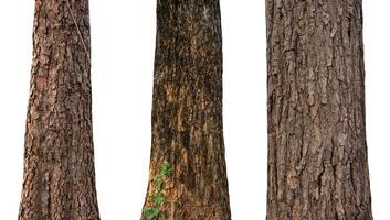 isolated tree trunk Collection on White Backdrop photo