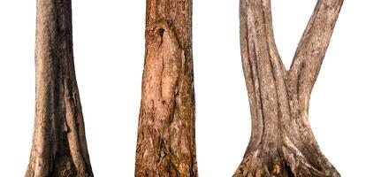 isolated tree trunk Collection on White background. photo