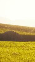 High mountain summer landscape and meadow with huge stones among the grass video