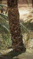 Palm trees in desert Liwa dunes video