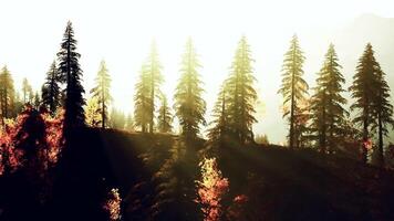 The sun is shining through the trees in the forest. beautiful sunset video