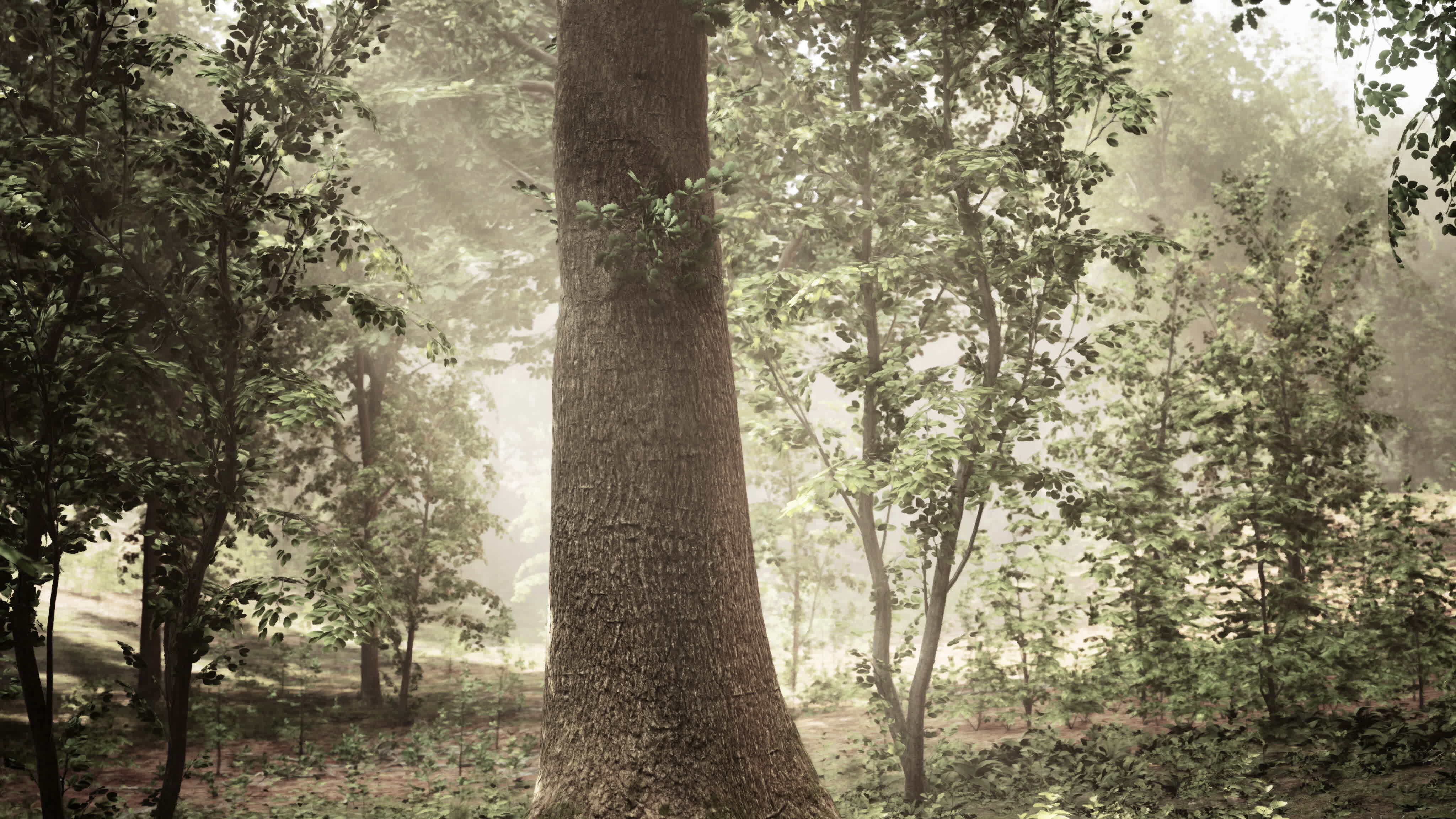 A large tree in the middle of a forest 43036736 Stock Video at Vecteezy