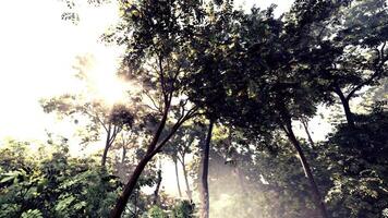 il sole brilla attraverso il alberi nel il foresta video