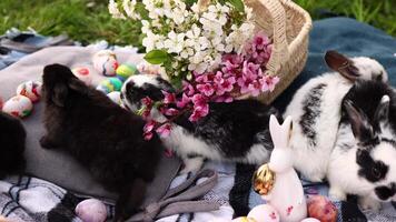 A group of cute little bunnies are playing in nature near colorful Easter eggs and spring flowers in a basket. Easter bunny and easter eggs concept. video