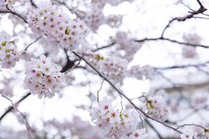 Cherry blossom at the park cloudy day photo