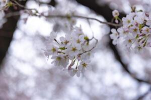 Cereza florecer a el parque nublado día de cerca foto