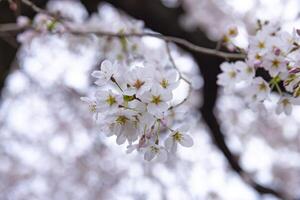 Cereza florecer a el parque nublado día de cerca foto