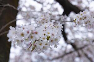 Cherry blossom at the park cloudy day photo