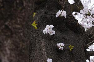 Cherry blossom at the park cloudy day photo