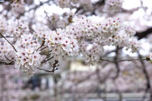 Cherry blossom at the park cloudy day photo