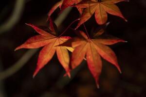 un iluminado rojo hojas a el tradicional jardín a noche en otoño cerca arriba foto
