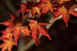 An illuminated red leaves at the traditional garden at night in autumn close up photo