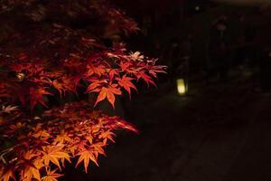 An illuminated red leaves at the traditional garden at night in autumn close up photo