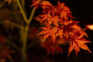 An illuminated red leaves at the traditional garden at night in autumn close up photo