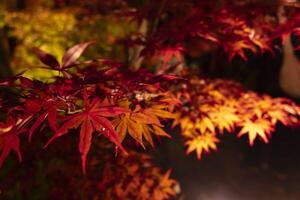 An illuminated red leaves at the traditional garden at night in autumn close up photo