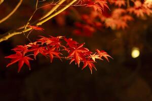 An illuminated red leaves at the traditional garden at night in autumn close up photo