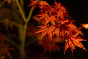 An illuminated red leaves at the traditional garden at night in autumn close up photo