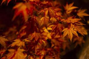 An illuminated red leaves at the traditional garden at night in autumn close up photo