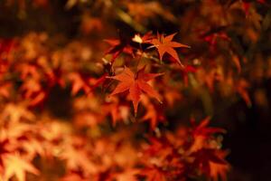 An illuminated red leaves at the traditional garden at night in autumn close up photo