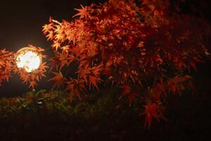 An illuminated red leaves at the traditional garden at night in autumn wide shot photo