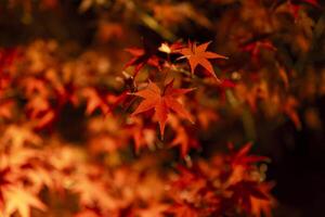 An illuminated red leaves at the traditional garden at night in autumn close up photo