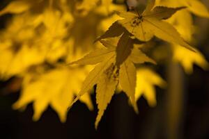 An illuminated yellow leaves at the traditional garden at night in autumn close up photo