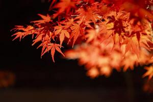 An illuminated red leaves at the traditional garden at night in autumn close up photo