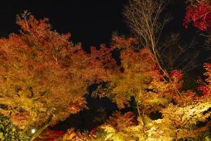 An illuminated red leaves at the traditional garden at night in autumn photo